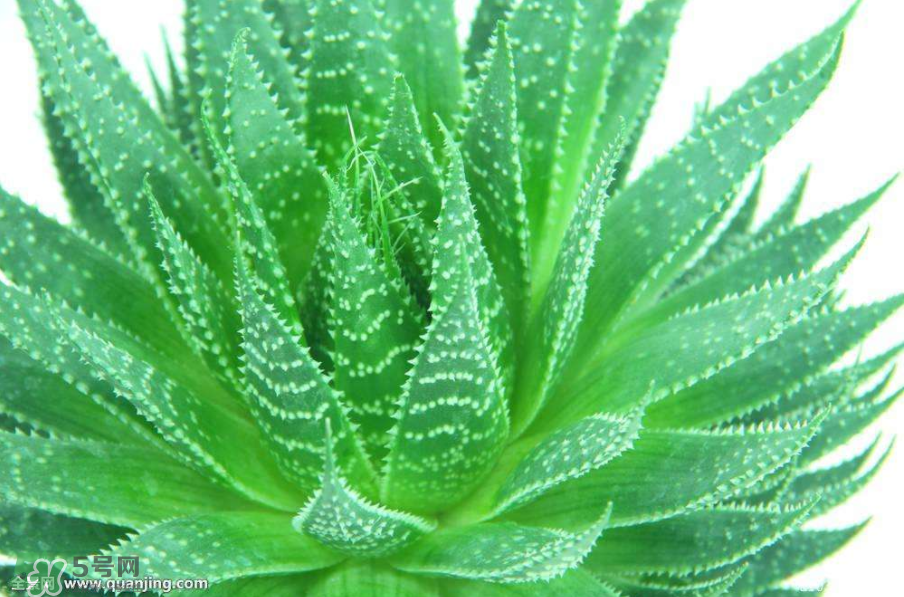 蘆薈有哪些作用？蘆薈會開花嗎？