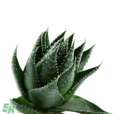 敏感肌能使用蘆薈護膚嗎？蘆薈膠有什么用？