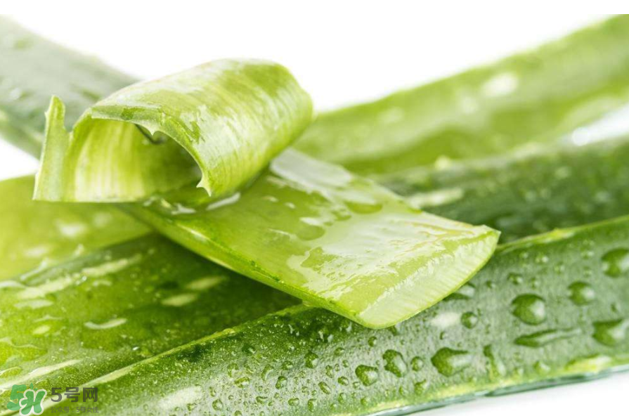 敏感肌能使用蘆薈護膚嗎？蘆薈膠有什么用？
