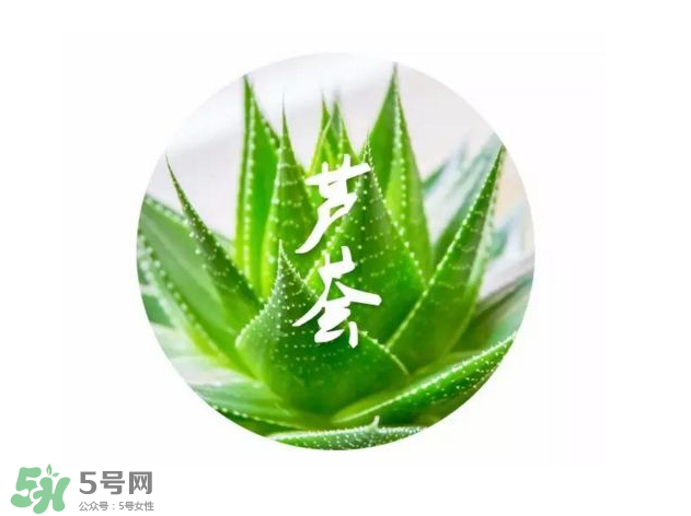蘆薈膠的醫(yī)療作用有哪些？蘆薈膠的使用方法有哪些？