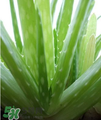 蘆薈膠的醫(yī)療作用有哪些？蘆薈膠的使用方法有哪些？