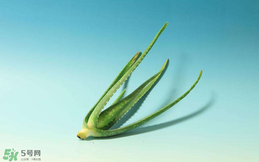 蘆薈膠的醫(yī)療作用有哪些？蘆薈膠的使用方法有哪些？