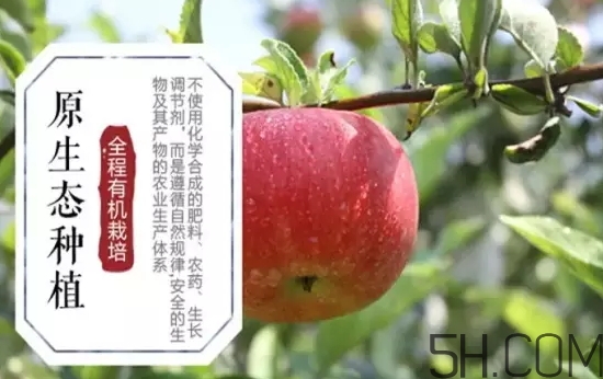 美八蘋果價格多少錢？美八蘋果多少錢一斤？