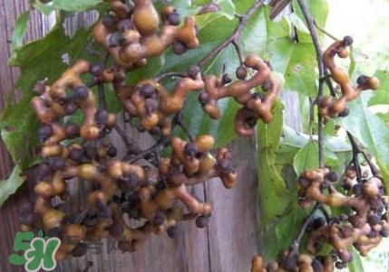 æ‹æ£—ç†¬æ°´å–æœ‰å“ªäº›å¥½è™•ï¼Ÿæ‹æ£—æ€Žæ¨£ç¨®æ¤