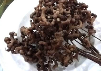 拐棗可以嫁接嗎？拐棗是哪里的特產(chǎn)