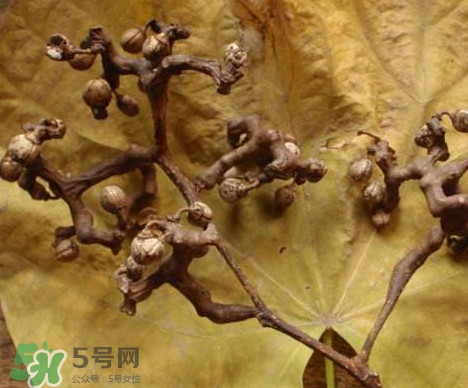 拐棗為什么沒人買？拐棗學(xué)名是什么
