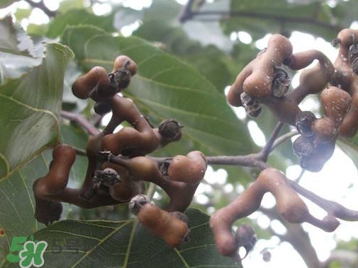 æ‹æ£—ç†¬æ°´å–æœ‰å“ªäº›å¥½è™•ï¼Ÿæ‹æ£—æ€Žæ¨£ç¨®æ¤