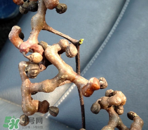 吃拐棗對人有什么好處？拐棗哪里有賣的