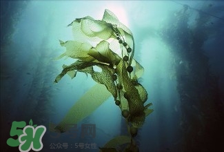 螺旋藻能解酒嗎？解酒的方法有哪些？