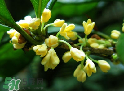 新鮮桂花怎么清洗？新鮮桂花可以冷凍嗎？