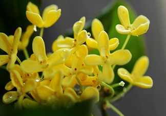 新鮮桂花怎么清洗？新鮮桂花可以冷凍嗎？