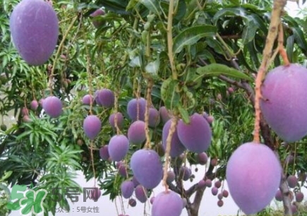 芒果有哪些品種？哪種芒果最好吃？