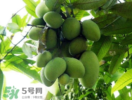 芒果有哪些品種？哪種芒果最好吃？