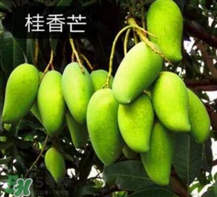 芒果有哪些品種？哪種芒果最好吃？