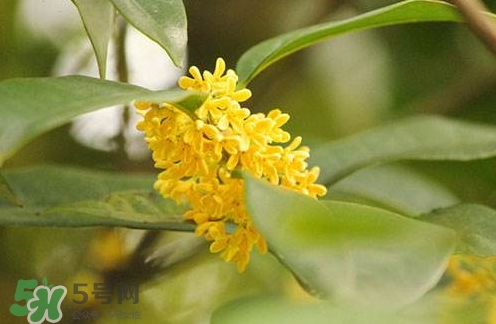 新鮮桂花怎么清洗？新鮮桂花可以冷凍嗎？