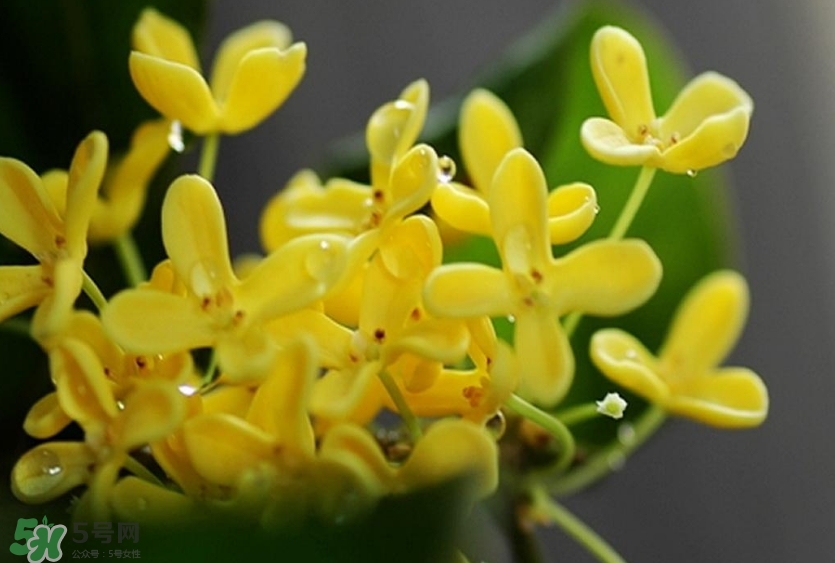 新鮮桂花怎么清洗？新鮮桂花可以冷凍嗎？