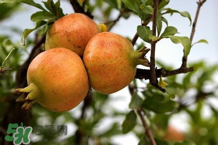 中秋節(jié)吃石榴嗎？中秋節(jié)吃石榴有什么寓意？