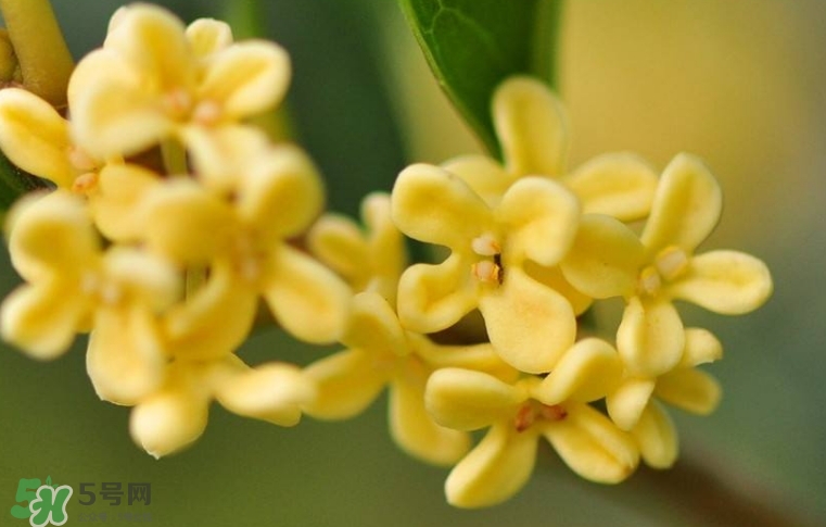 新鮮桂花怎么清洗？新鮮桂花可以冷凍嗎？