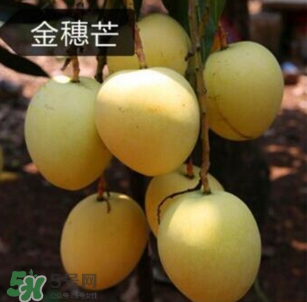 芒果有哪些品種？哪種芒果最好吃？
