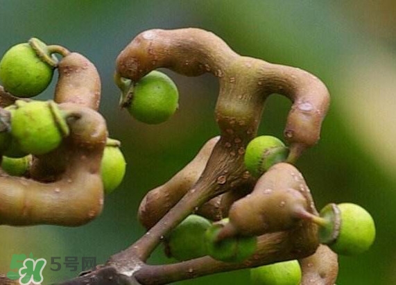 新鮮拐棗吃著澀怎么處理？拐棗為什么澀
