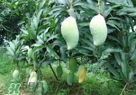 芒果有哪些品種？哪種芒果最好吃？