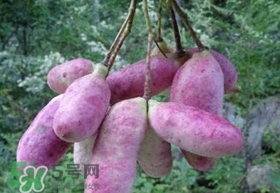 八月瓜可以補(bǔ)腎嗎？八月瓜的營養(yǎng)價值