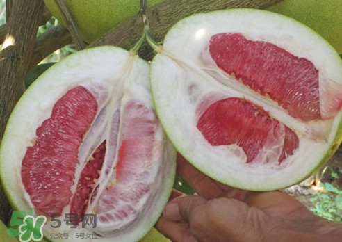 紅肉蜜柚是哪里產(chǎn)的？紅肉蜜柚的種植技術(shù)