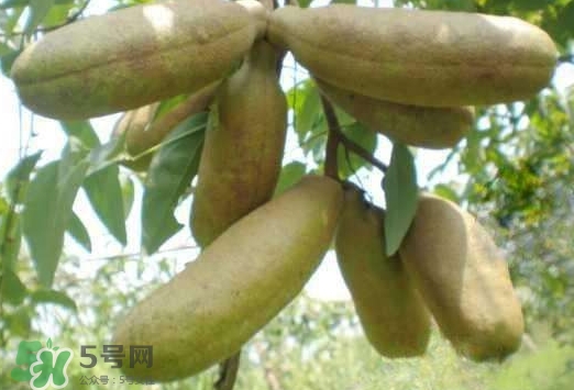 八月瓜可以經(jīng)常吃嗎？八月瓜可以多吃嗎？