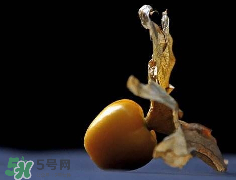 姑娘果可以泡水喝嗎？姑娘果怎么泡水喝？