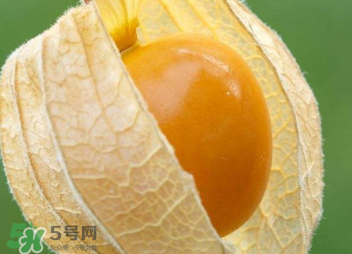燈籠果是熱性還是涼性？燈籠果是涼性的嗎？
