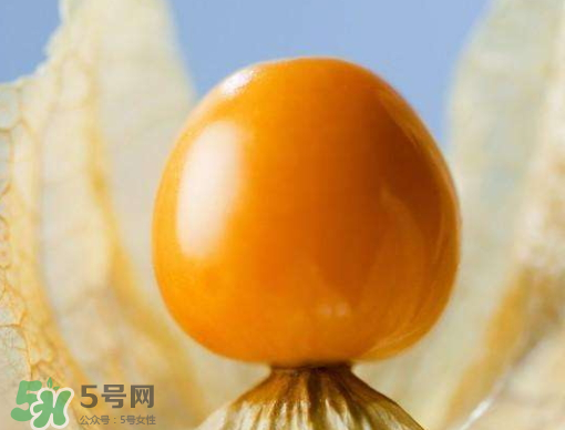 燈籠果是熱性還是涼性？燈籠果是涼性的嗎？