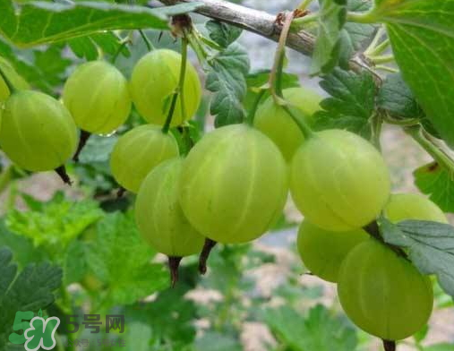 燈籠果什么時(shí)候種植？燈籠果怎么種植？
