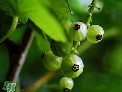燈籠果什么時(shí)候種植？燈籠果怎么種植？