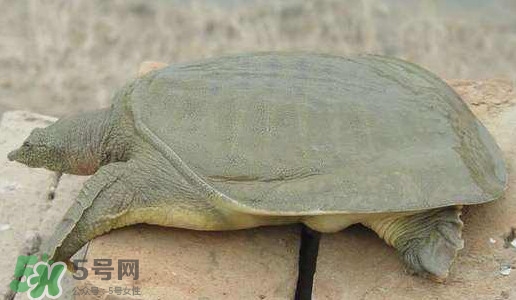 腳魚是什么？腳魚和烏龜?shù)膮^(qū)別