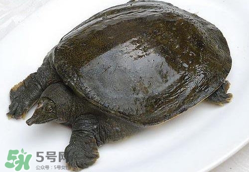 腳魚有靈性嗎？腳魚吃了有什么好處