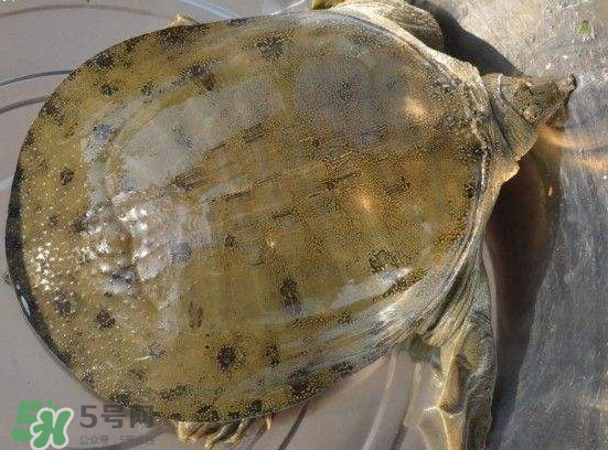 腳魚不能和什么一起吃？腳魚可以燉蟲草嗎