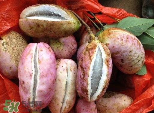八月瓜孕婦能吃嗎？八月瓜的功效與作用