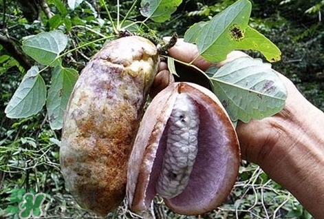 八月瓜能種植嗎？八月瓜怎么種植？