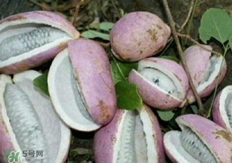 八月瓜能種植嗎？八月瓜怎么種植？