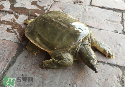 腳魚是什么？腳魚和烏龜?shù)膮^(qū)別