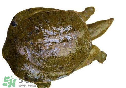 腳魚不能和什么一起吃？腳魚可以燉蟲草嗎