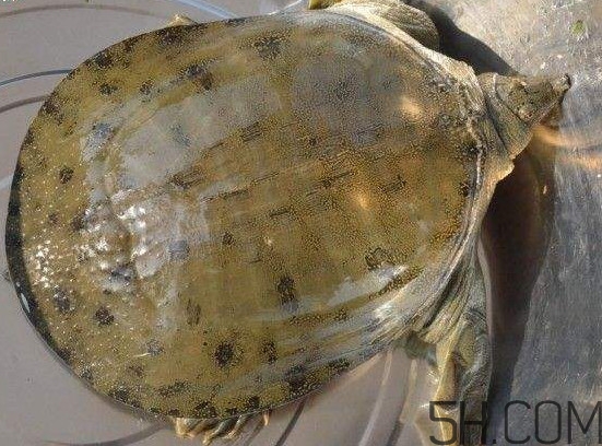 腳魚能和南瓜一起吃嗎？腳魚湯的做法