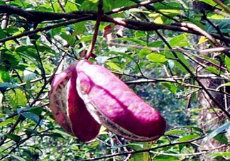 八月瓜能種植嗎？八月瓜怎么種植？
