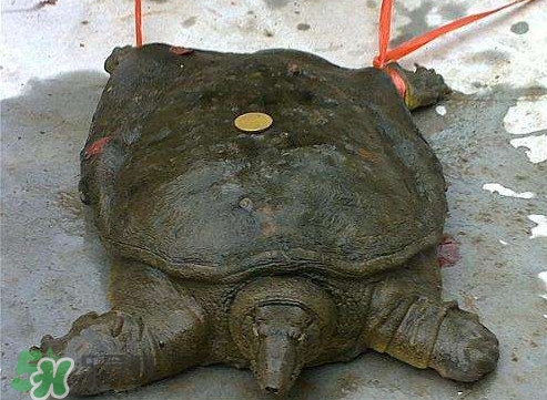 甲魚是烏龜嗎？甲魚是王八嗎？