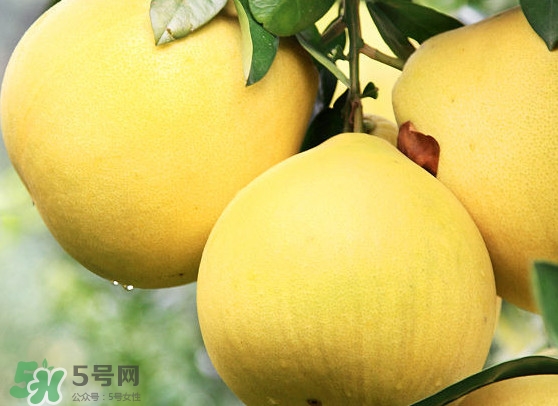 經期能吃蜜柚嗎？蜜柚能和葡萄一起吃嗎