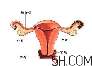 子宮畸形有哪些？子宮畸形有什么影響？