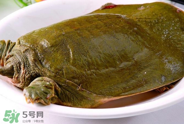 甲魚是熱性還是涼性？甲魚是淡水魚嗎
