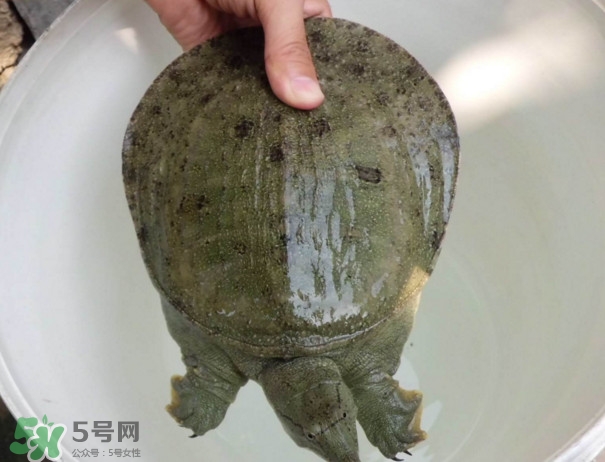 甲魚是熱性還是涼性？甲魚是淡水魚嗎