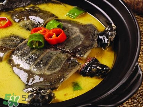 甲魚又叫什么？甲魚吃什么食物