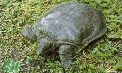 甲魚是烏龜嗎？甲魚是王八嗎？